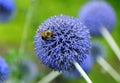 A bee on a Globe Thistle `Taplow Blue` Royalty Free Stock Photo