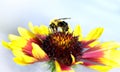 Bumble Bee on red and yellow flower Royalty Free Stock Photo