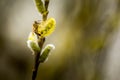 Bee on Goat willow Royalty Free Stock Photo