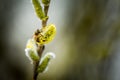 Bee on Goat willow Royalty Free Stock Photo