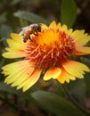 Bee on Golden Blanket Flowers Gaillardia Aristata Royalty Free Stock Photo