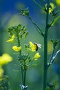 Bee on a golden canola flower