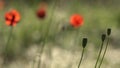 Bee Gourmand.Fragile, delicate creature.Beautiful, gentle, field poppy.