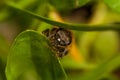 Bee on the green leaf in nature.Insect.Nature Royalty Free Stock Photo