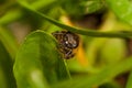 Bee on the green leaf in nature.Insect.Nature Royalty Free Stock Photo