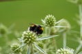 Bee on green plant close up Royalty Free Stock Photo