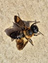 bee on the ground. Megachile pluto. dead bee Royalty Free Stock Photo
