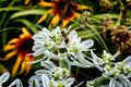 Bee-grower in the garden in the country