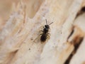 Bee halictidae family on wood - Abeille de la famille des HalticidÃÂ©s sur du bois