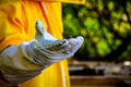 bee on hand of beekeeper with protective suit Royalty Free Stock Photo