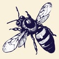 Bee hand-drawing, insect sketch