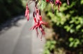 Bee on a hanging red flower