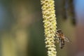 A bee hangs from the flowering bush of a wild hazelnut in spring. The bee is looking for pollen and food Royalty Free Stock Photo