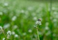 Bee harvest sweet water on white flower