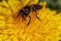 Bee harvesting pollen on a dandelion