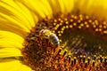 Bee harvesting pollen on sunflower Royalty Free Stock Photo
