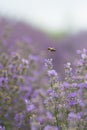 A bee harvests pollen and honey in a lavender plantation. Royalty Free Stock Photo