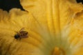 A bee has pollinated a pumpkin flower