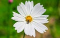 Bee having honey on cosmos flower Cosmos Bipinnatus. Honey bee collecting pollen at cosmos flower. Royalty Free Stock Photo