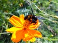 Bee having honey on cosmos flower Cosmos bipinnatus. Beautiful cosmos flower for wallpaper.