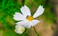 Bee having honey on cosmos flower Cosmos Bipinnatus. Honey bee collecting pollen at cosmos flower. Royalty Free Stock Photo