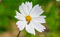 Bee having honey on cosmos flower Cosmos Bipinnatus. Honey bee collecting pollen at cosmos flower. Royalty Free Stock Photo