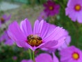 Bee having lunch on a Cosmo Flower Royalty Free Stock Photo