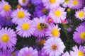 Bee having lunch on daisy