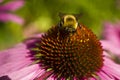Bee head on sits on Echinacea flower close cup Royalty Free Stock Photo