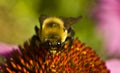 Bee head on sits on Echinacea flower extreme close cup Royalty Free Stock Photo