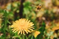 Bee Is Heading To A Dandelion Flower