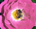 Bee in the heart of a rose Royalty Free Stock Photo