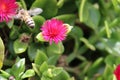 Bee on Heartleaf Ice Plant