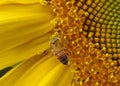 Bee on sunflower heavily laden with pollen