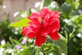 Bee on hibiscus red flower Royalty Free Stock Photo