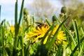 Bee hiding in a yellow Dandelion