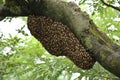 Bee Hive Royalty Free Stock Photo