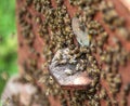 Bee hive. Royalty Free Stock Photo