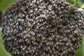 Bee hive on branch of tree in nature, Large honeycomb on the tree in tropical rain forest.