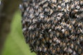 Bee hive on branch of tree in nature, Large honeycomb on the tree in tropical rain forest.