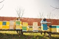 Bee hive detail. Beekeeper is working with bees and beehives on the apiary