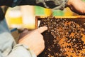 Bee hive detail. Beekeeper is working with bees and beehives on the apiary