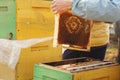 Bee hive detail. Beekeeper is working with bees and beehives on the apiary