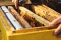 Bee hive detail. Beekeeper is working with bees and beehives on the apiary Royalty Free Stock Photo