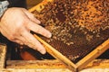Bee hive detail close up. Beekeeper Inspecting Bee Hive after winter Royalty Free Stock Photo
