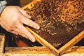 Bee hive detail close up. Beekeeper Inspecting Bee Hive after winter