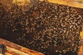 Bee hive detail close up. Bees are working Royalty Free Stock Photo