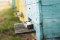 Bee hive detail close up. Bees are working