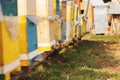 Bee hive detail close up. Bees are working Royalty Free Stock Photo