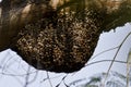 A bee hive in a forest